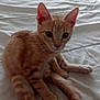kitten, cat, orange_tabby, pet, animal, bed, white_bedspread, indoor, young_cat, feline, ears, whiskers, curious, looking, sitting, fur, tail, window, soft_light, closeup