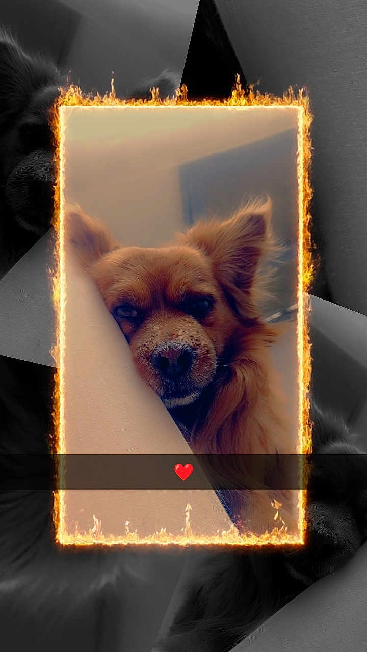 Tayson participe au concours pour gagner de l'argent avec cette photo : animal, art, canine, clothing, cockerspaniel, collage, dog, envelope, face, greetingcard, hat, head, mail, papillon, person, pet, photography, portrait, puppy, terrier