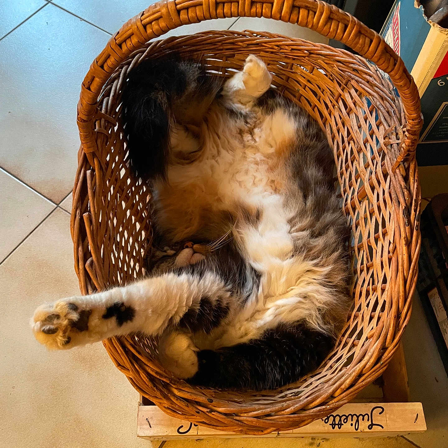 Chaperlipopette participe au concours pour gagner de l'argent avec cette photo : animal, basket, cat, cozy, cute, domestic, feline, floor, fluffy, fur, home, indoor, paw, pet, relaxed, resting, sleeping, tile, whiskers, wicker