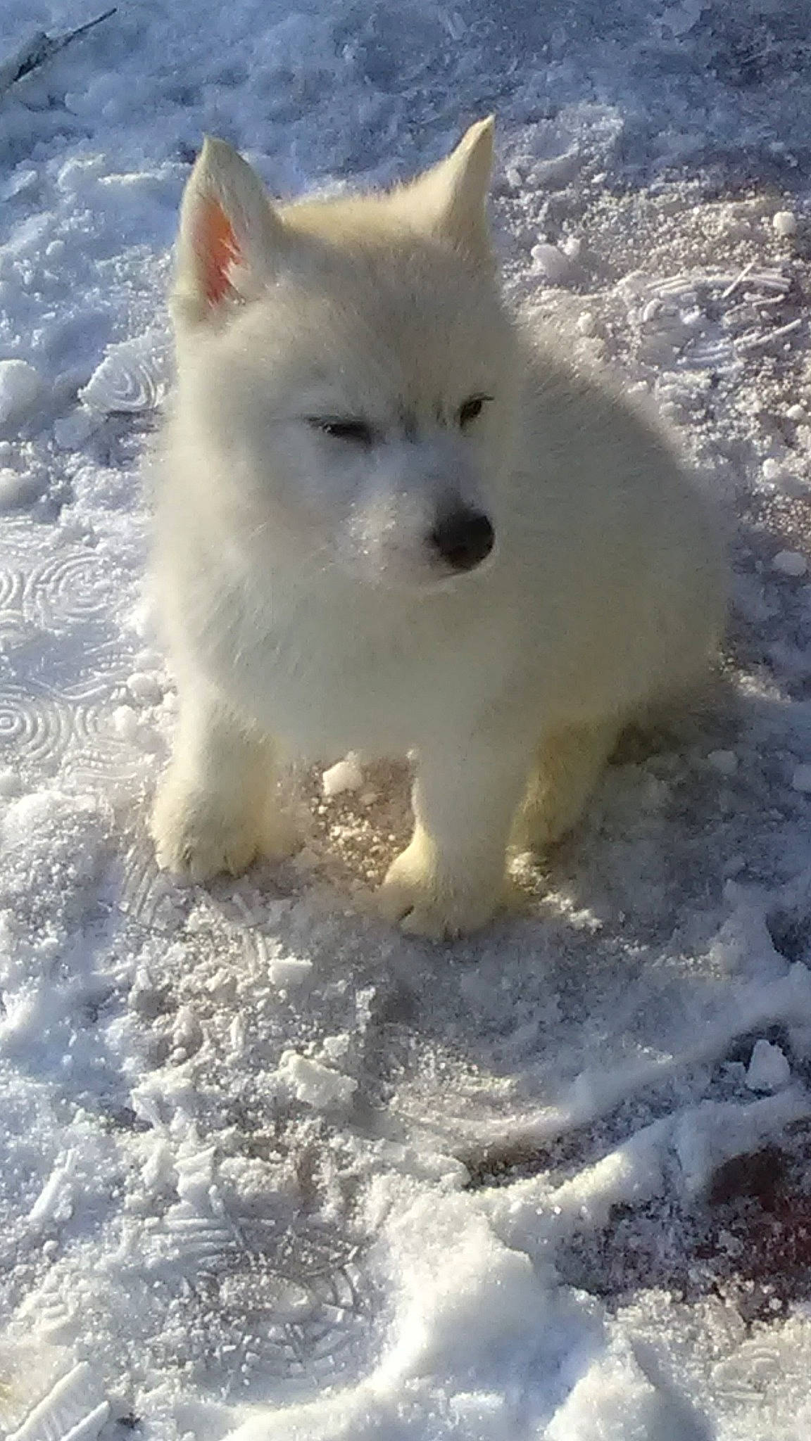 Legend joined the competition — help win amazing prizes! arctic, arctic_ocean, canidae, carnivore, companion_dog, dog, dog_breed, freezing, fur, ice_cap, non_sporting_group, ocean, polar_ice_cap, snout, snow, sporting_group, terrestrial_animal, volpino_italiano, windscreen_wiper, winter