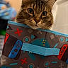 Fluffy is registered to the contest to win money with this photo: cat, tabby, pet, animal, face, whiskers, ears, indoor, bag, gaming, colorful, pattern, blurred_background, curious, cute, feline, soft_light, closeup, domestic, cozy