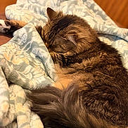 Fluffy is registered to the contest to win money with this photo: cat, tabby, sleeping, cozy, blanket, fur, indoor, resting, patterned_blanket, soft_texture, warm_lighting, pet, animal, feline, closeup, relaxation, comfort, tail, ear, whiskers