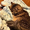 cat, tabby, sleeping, cozy, blanket, fur, indoor, resting, patterned_blanket, soft_texture, warm_lighting, pet, animal, feline, closeup, relaxation, comfort, tail, ear, whiskers