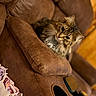 Fluffy is registered to the contest to win money with this photo: cat, tabby, feline, pet, indoor, couch, leather, brown, armrest, blanket, cozy, curious, fur, whiskers, ears, domestic_animal, relaxed, home, furniture, technology