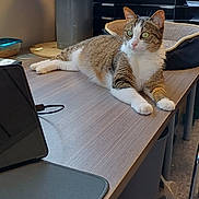Lola participe au concours pour gagner de l'argent avec cette photo : cat, tabby_cat, white_paws, office, desk, window, natural_light, pet_bed, papers, chair, floor, tablet, mouse_pad, curious, relaxed, indoor, feline, workspace, technology, calm