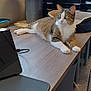 cat, tabby_cat, white_paws, office, desk, window, natural_light, pet_bed, papers, chair, floor, tablet, mouse_pad, curious, relaxed, indoor, feline, workspace, technology, calm
