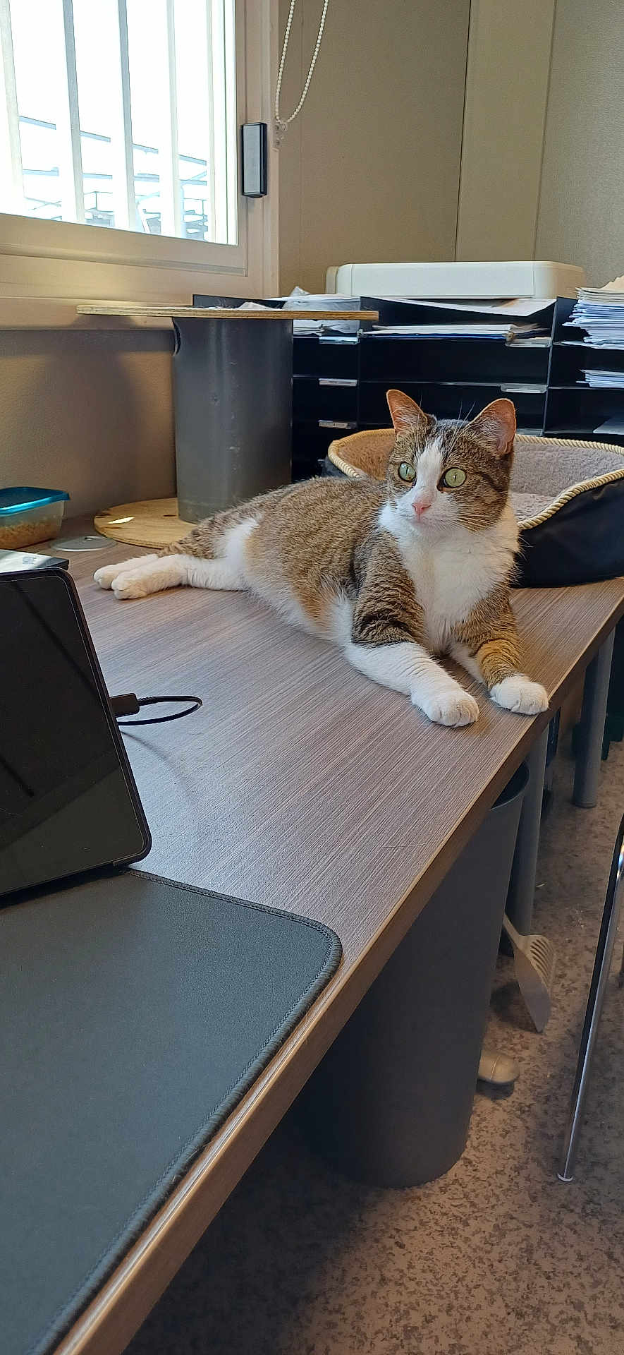 Lola participe au concours pour gagner de l'argent avec cette photo : cat, tabby_cat, white_paws, office, desk, window, natural_light, pet_bed, papers, chair, floor, tablet, mouse_pad, curious, relaxed, indoor, feline, workspace, technology, calm