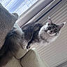 cat, fluffy, furniture, couch, indoor, window, curtain, pet, animal, feline, cozy, soft_light, domestic, looking, ears, tail, whiskers, home, relaxed, curious