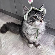 Aïko a rejoint le concours — aidez-le/la à gagner de superbes lots ! cat, gray_cat, white_paws, fluffy_fur, knitted_hat, flower_hat, indoor, wooden_floor, curious, pet, animal, kitten, cute, whiskers, ears, sitting, domestic_cat, feline, portrait, adorable