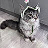 cat, gray_cat, white_paws, fluffy_fur, knitted_hat, flower_hat, indoor, wooden_floor, curious, pet, animal, kitten, cute, whiskers, ears, sitting, domestic_cat, feline, portrait, adorable