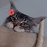Aïko participe au concours pour gagner de l'argent avec cette photo : cat, tabby, flower, ear, closeup, pet, feline, resting, indoor, fur, whiskers, animal, cute, relaxed, face, portrait, cat_tree, gray, pink, lazy