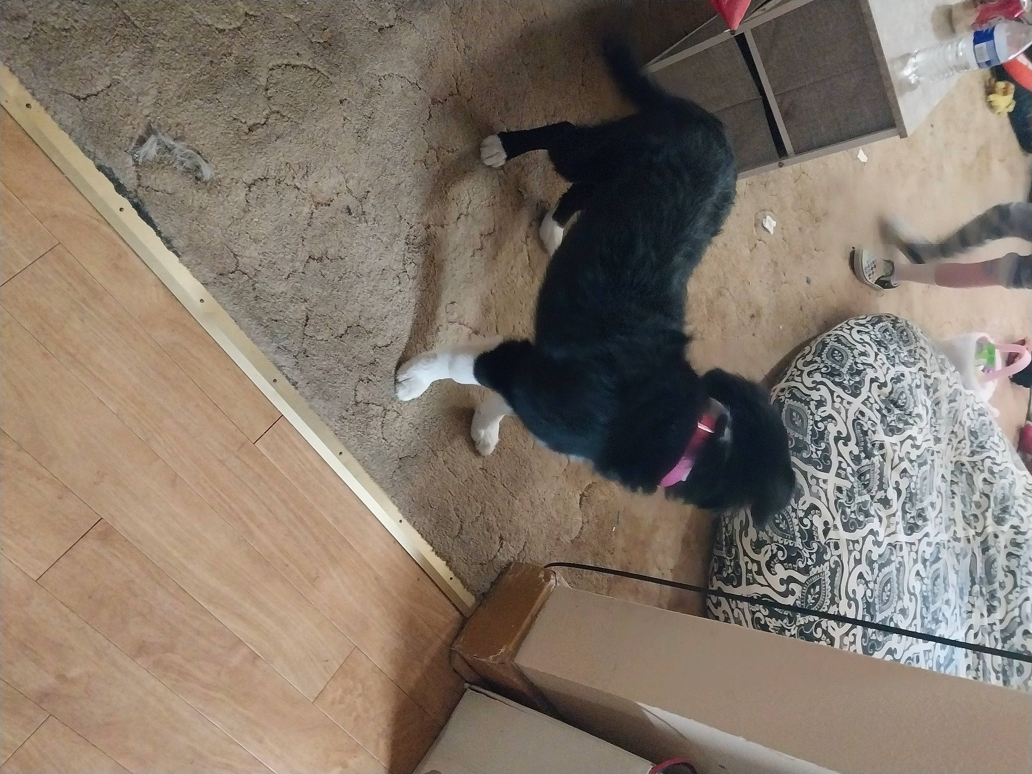 Peppermint joined the competition — help win amazing prizes! carnivore, comfort, companion_dog, dog, dog_breed, flooring, fun, fur, hardwood, laminate_flooring, pet_supply, plank, plywood, sporting_group, stairs, tail, wood, wood_flooring, wood_stain, working_animal