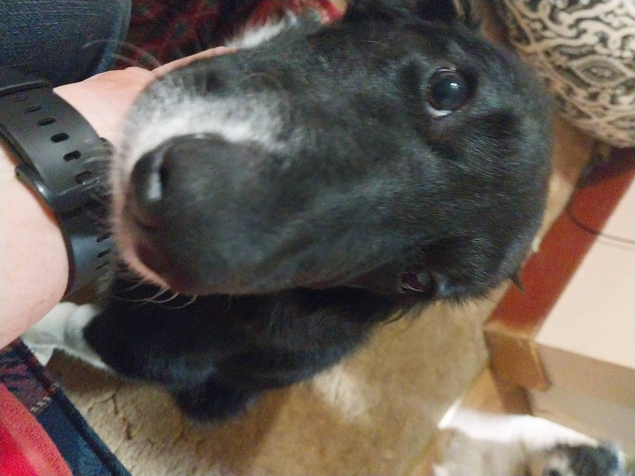 Peppermint joined the competition — help win amazing prizes! borador, canidae, carnivore, collar, companion_dog, dog, dog_breed, dog_collar, ear, fawn, fur, gesture, guard_dog, liver, remote_control, snout, sporting_group, whiskers, working_animal, wrist