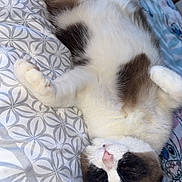 Zorro participe au concours pour gagner de l'argent avec cette photo : animal, bed, blanket, brown_fur, cat, closeup, cozy, cute, domestic_animal, feline, fur, indoor, patterned_bedspread, pet, pink_nose, relaxed, resting, sleeping, whiskers, white_fur