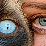 Zorro participe au concours pour gagner de l'argent avec cette photo : animal, animal_eye, blue_eye, cat, close_up, color_contrast, eye, eyelashes, face, fur, human, human_eye, intimate, macro, nose, person, portrait, skin, texture, whiskers