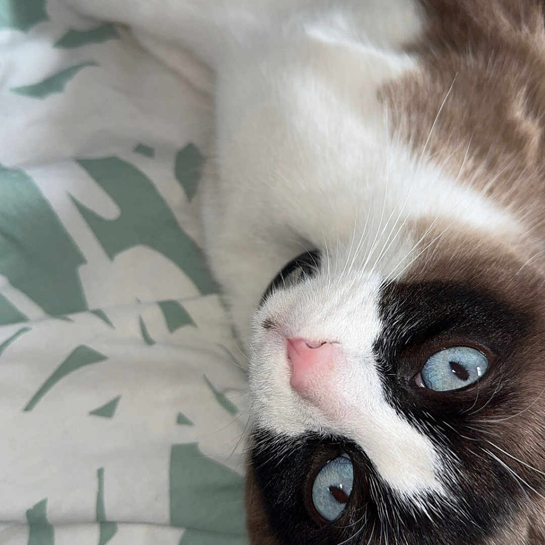 Zorro participe au concours pour gagner de l'argent avec cette photo : animal, blanket, blue_eyes, cat, close_up, cute, dark_fur, domestic_cat, fur, indoor, lying_down, patterned, pet, pink_nose, portrait, relaxed, sleepy, soft_texture, whiskers, white_fur