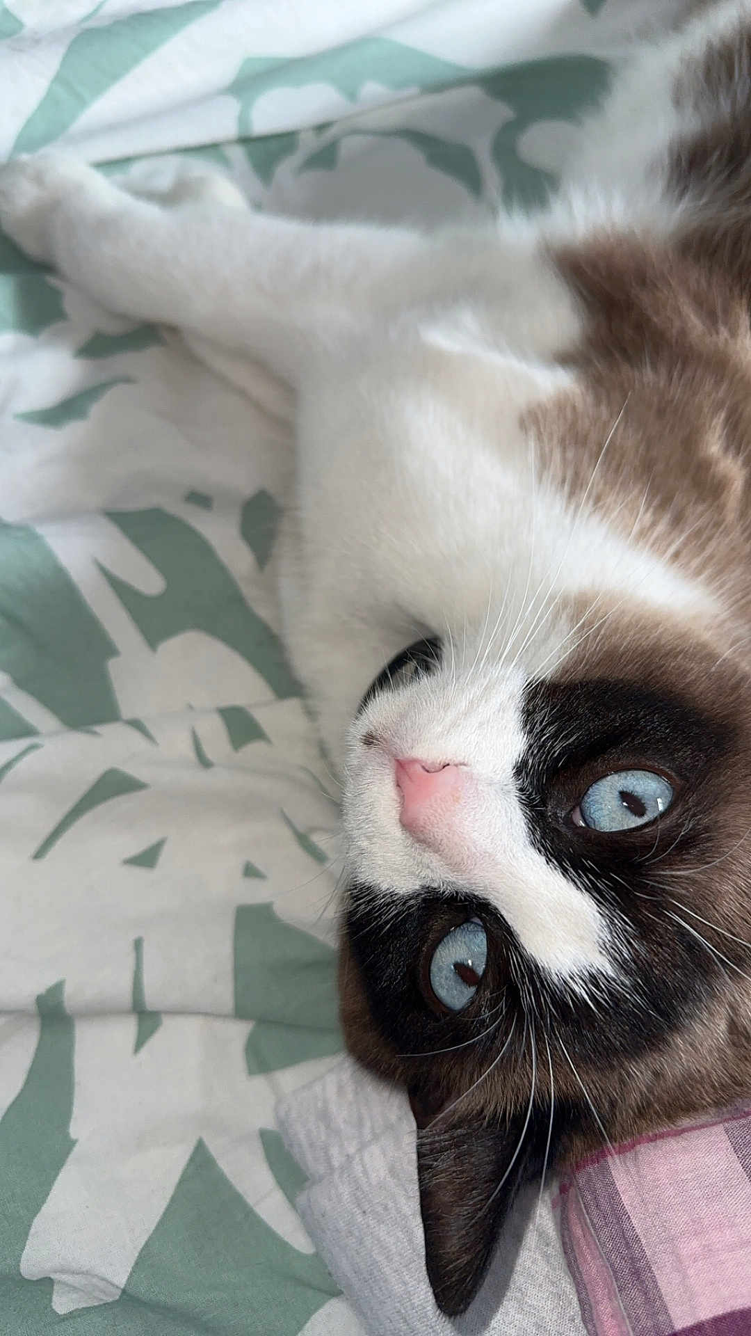 Zorro