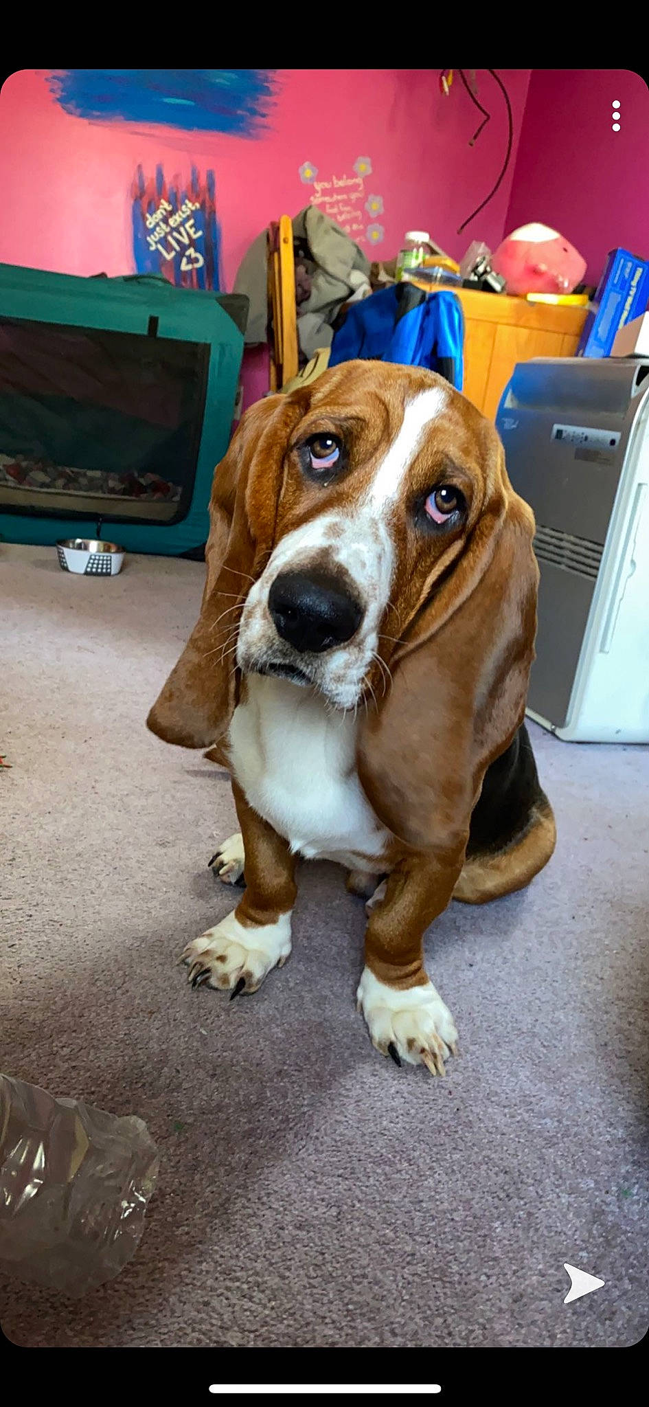 Spencer is registered to the contest to win money with this photo: artois_hound, basset_artesien_normand, basset_hound, beagle, beagle_harrier, canidae, carnivore, companion_dog, dog, dog_breed, fawn, finnish_hound, hound, mammal, rare_breed_dog, scent_hound, schweizer_laufhund, snout, sporting_group, vertebrate