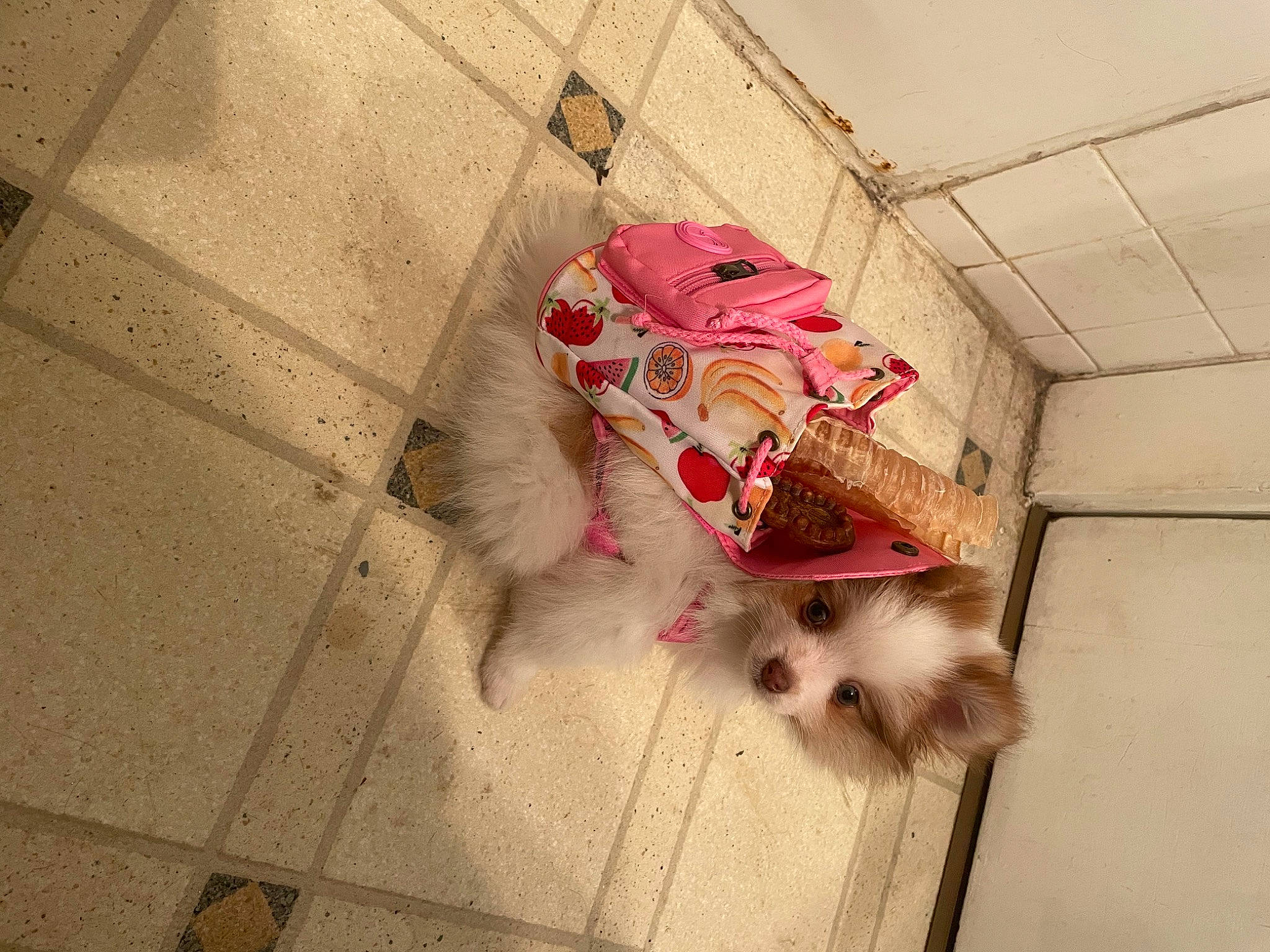 Canelo joined the competition — help win amazing prizes! carmine, carnivore, companion_dog, dog_breed, fawn, felidae, floor, flooring, fur, hardwood, mammal, pattern, small_to_medium_sized_cats, snout, tail, tints_and_shades, toy_dog, vertebrate, whiskers, wood