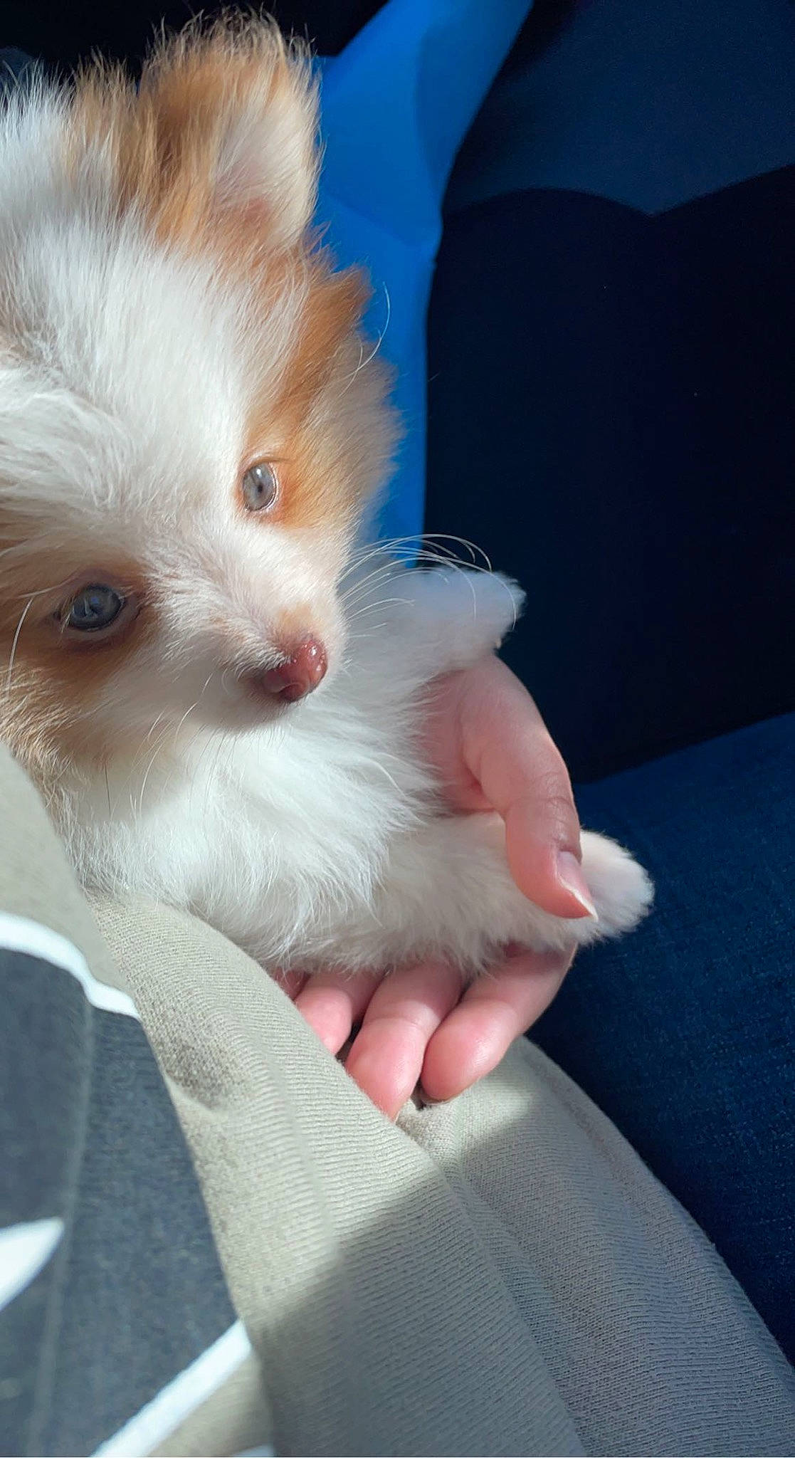 Canelo is registered to the contest to win money with this photo: canidae, carnivore, cat, claw, comfort, companion_dog, couch, dog_breed, ear, eyelash, fawn, felidae, finger, fur, gesture, nail, paw, small_to_medium_sized_cats, snout, whiskers