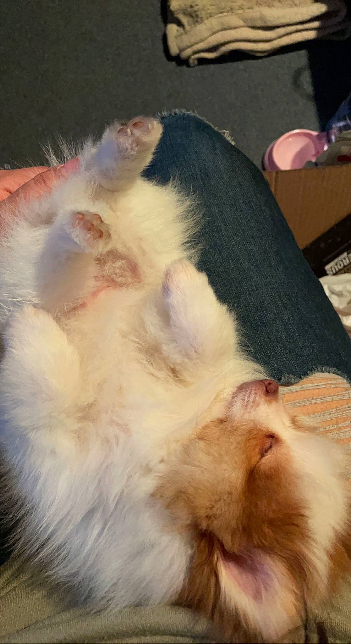 Canelo is registered to the contest to win money with this photo: carnivore, cat, claw, comfort, companion_dog, dog_breed, fawn, felidae, fur, livestock, mammal, mouse, paw, rodent, small_to_medium_sized_cats, snout, suidae, tail, vertebrate, whiskers