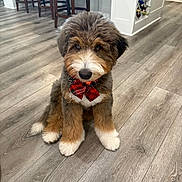 Teddy joined the competition — help win amazing prizes! puppy, dog, bow_tie, plaid, floor, wood_floor, indoor, furniture, chair, wine_rack, cute, fluffy, pet, animal, sitting, brown, white, black, portrait, domestic