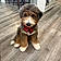 Teddy