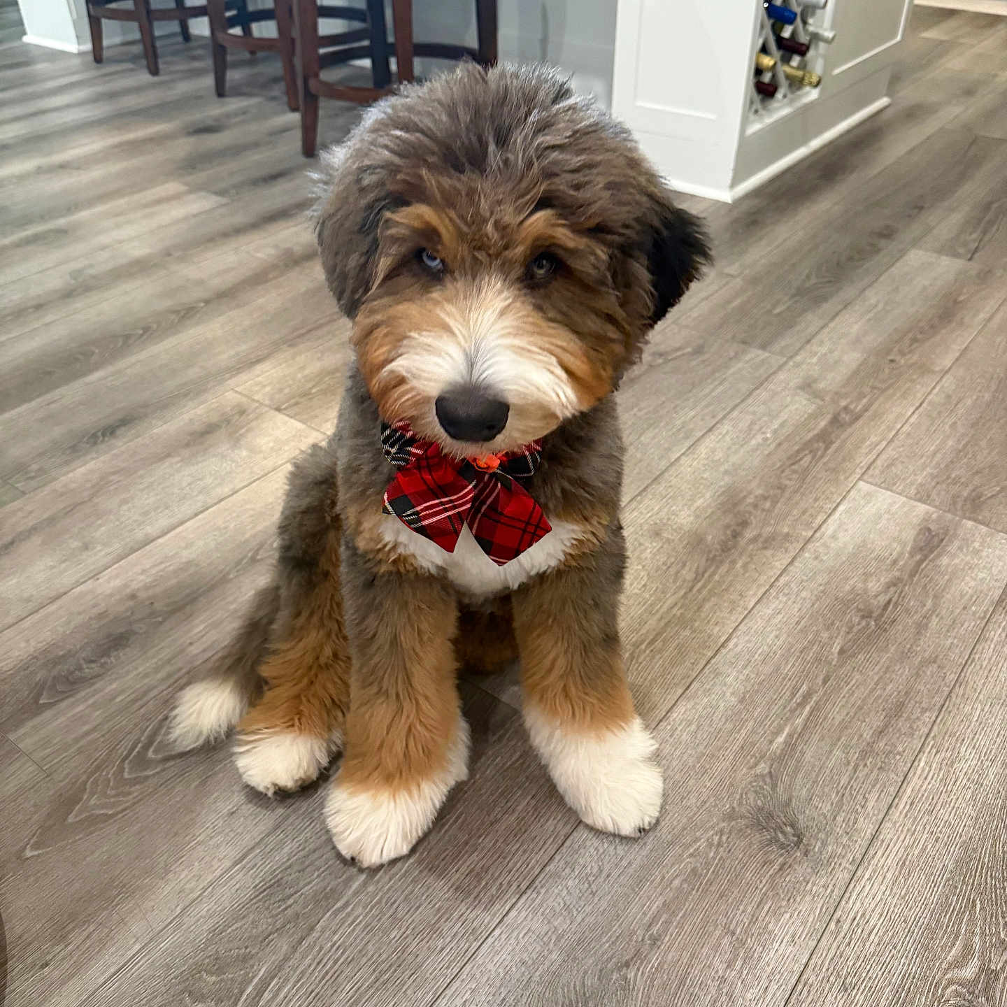 Teddy