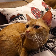 Maple is registered to the contest to win money with this photo: cat, ginger_cat, animal, pet, feline, whiskers, ears, blanket, pattern, pillow, couch, indoor, cozy, resting, fur, side_view, closeup, relaxed, domestic_animal, cute