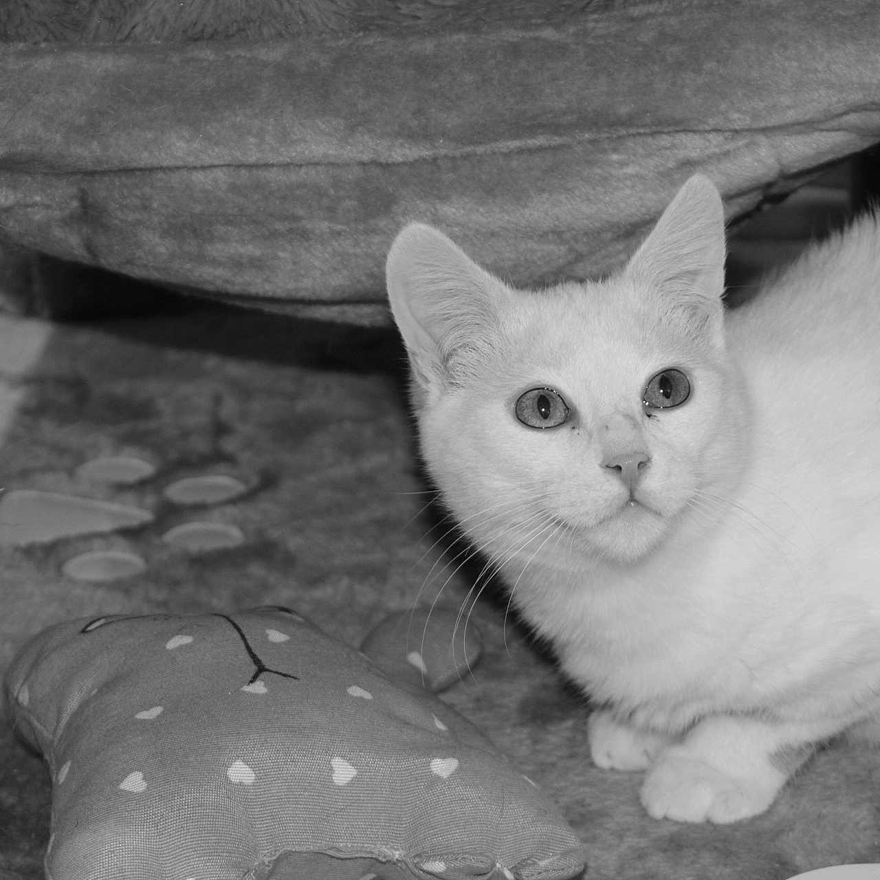 Snow a rejoint le concours — aidez-le/la à gagner de superbes lots ! abyssinian, angora, animal, blackcat, cat, couch, furniture, homedecor, kitten, manx, pet, siamese, white