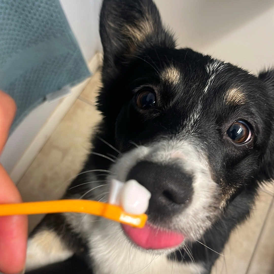Tsuki joined the competition — help win amazing prizes! animal, bathroom, black_and_white, close_up, curious, cute, dog, ears, fur, human_hand, indoor, looking_up, paw, pet, playful, snout, tile_floor, tongue, toothbrush, whiskers