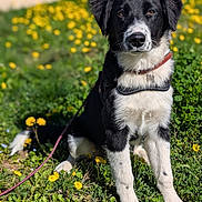 Baïka a rejoint le concours — aidez-le/la à gagner de superbes lots ! dog, puppy, black_and_white, collar, leash, grass, dandelion, flowers, outdoor, park, portrait, sitting, pet, young_dog, fur, ears, eyes, nose, sunny, nature