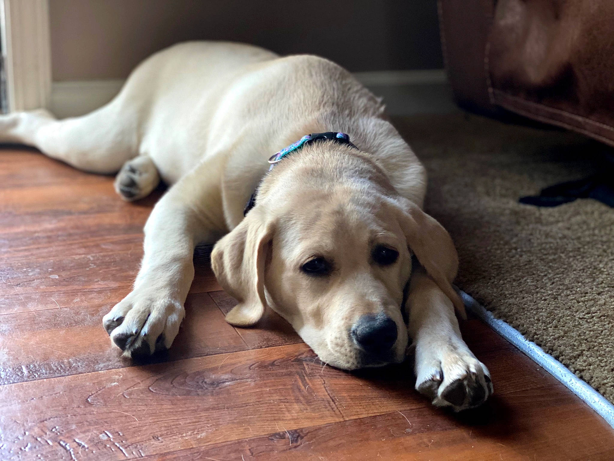 Nova is registered to the contest to win money with this photo: canidae, carnivore, comfort, companion_dog, dog, dog_breed, dog_supply, fawn, flooring, fur, hardwood, paw, pet_supply, plank, snout, sporting_group, tail, whiskers, wood, working_animal