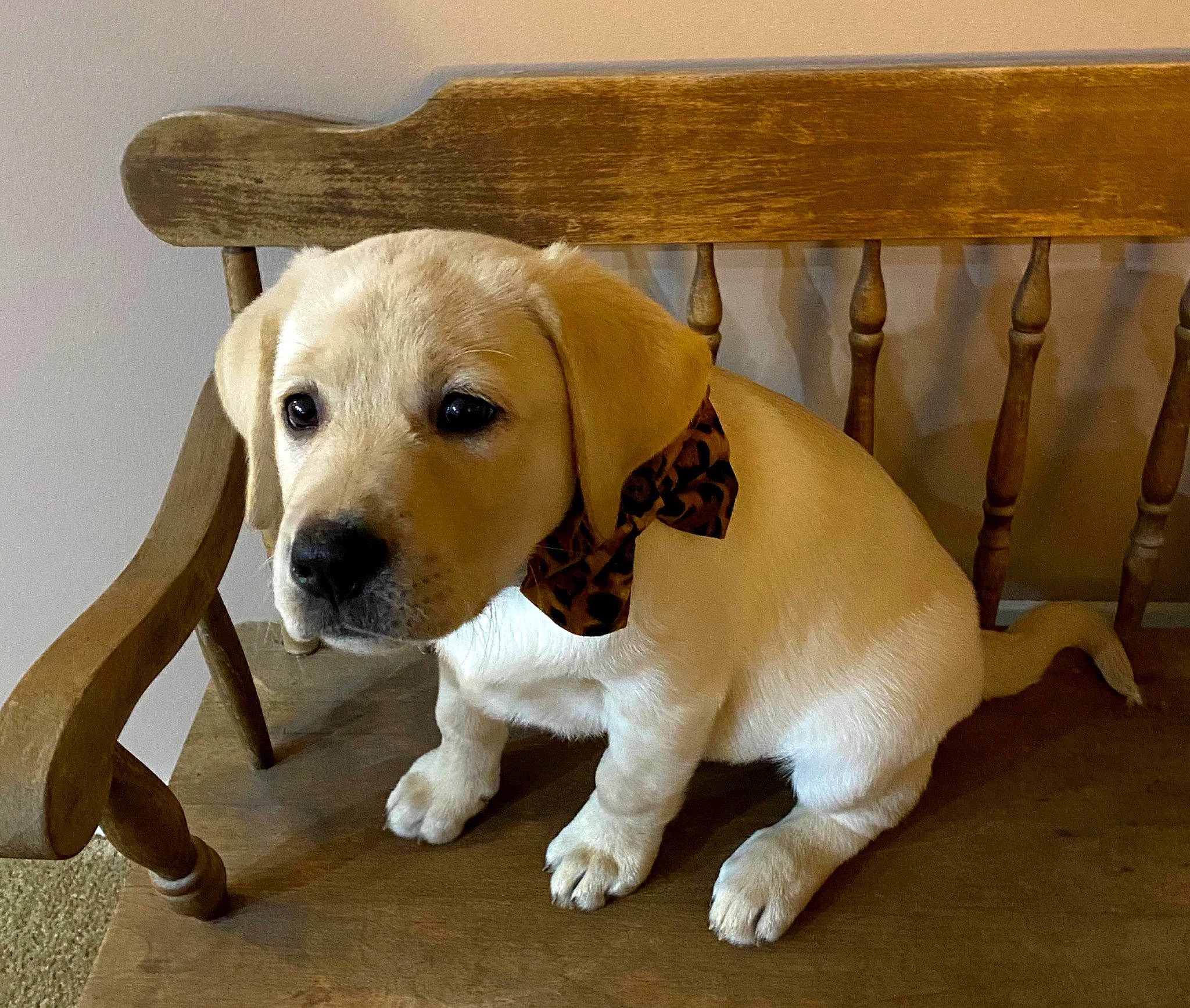 Nova joined the competition — help win amazing prizes! ball, canidae, carnivore, collar, companion_dog, dog, dog_breed, dog_collar, dog_supply, fashion_accessory, fawn, flooring, hardwood, paw, pet_supply, rectangle, sporting_group, tail, wood, working_animal