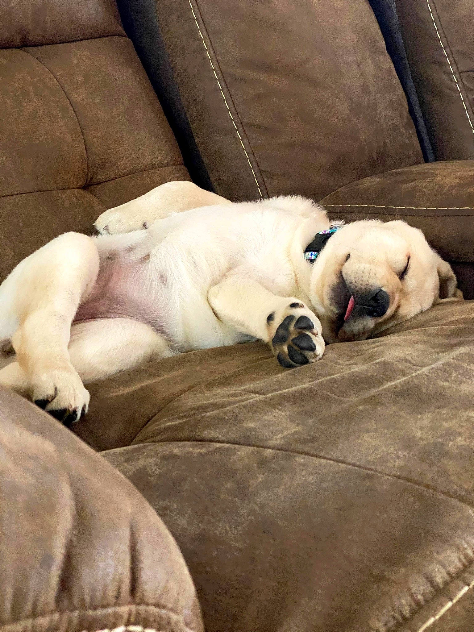 Nova joined the competition — help win amazing prizes! canidae, carnivore, comfort, companion_dog, couch, dog, dog_breed, fawn, fur, grey, guard_dog, linens, nap, non_sporting_group, puppy_love, snout, sporting_group, toy_dog, whiskers, working_animal