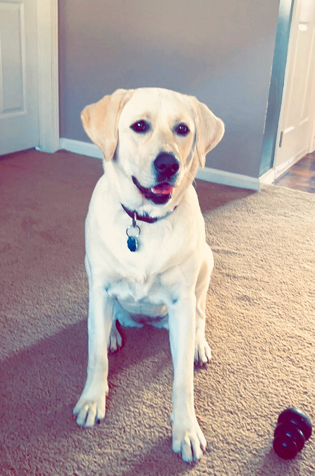 Nova is registered to the contest to win money with this photo: carnivore, collar, companion_dog, dog, dog_breed, dog_collar, dog_supply, door, eye, fashion_accessory, fawn, floor, flooring, paw, pet_supply, snout, sporting_group, tail, whiskers, working_animal