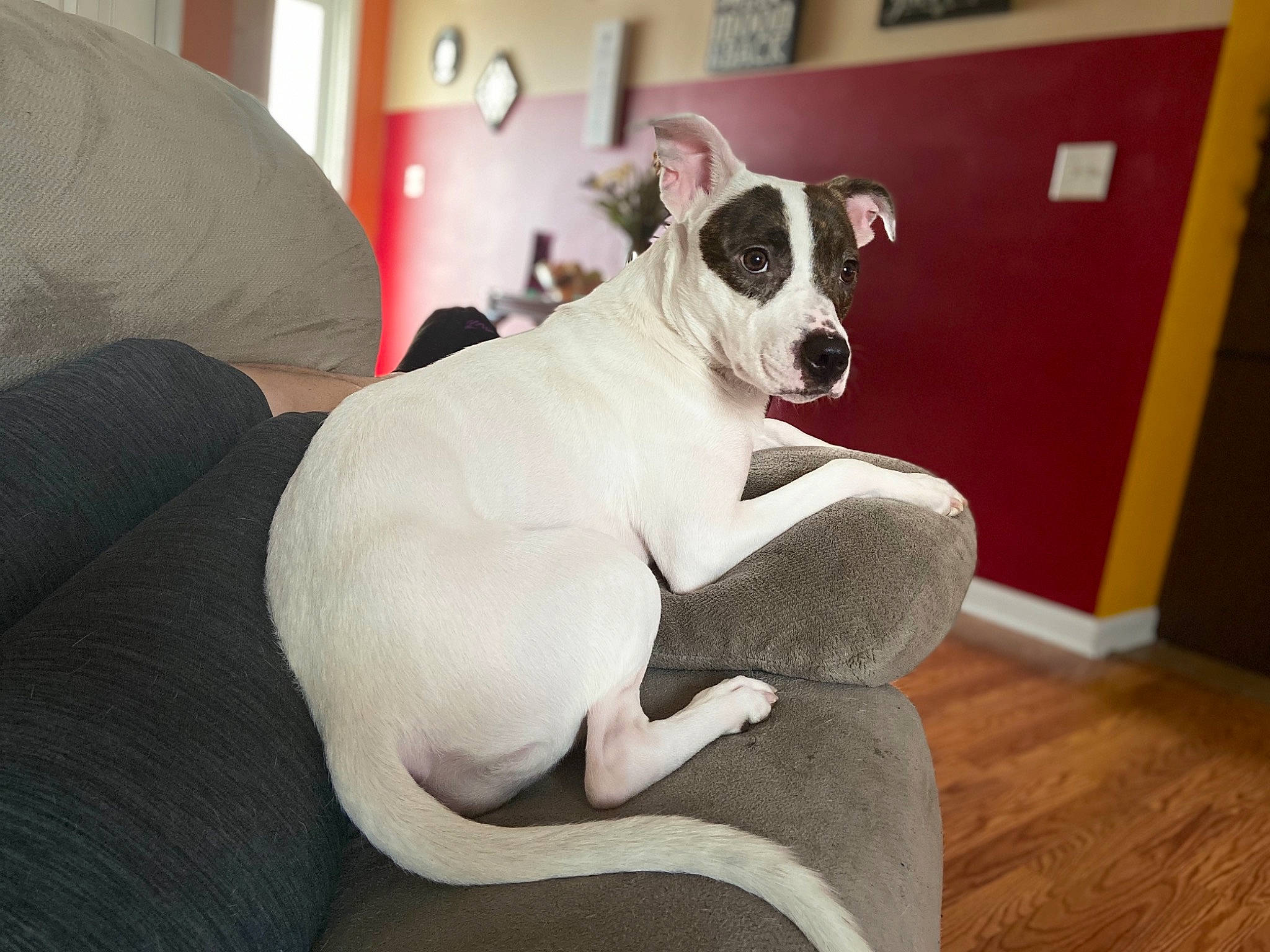 Pepper joined the competition — help win amazing prizes! canidae, carnivore, companion_dog, dog, dog_breed, fawn, mammal, non_sporting_group, paw, snout, tail, vertebrate, whippet