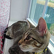 Milo is registered to the contest to win money with this photo: cat, tabby, windowsill, window, curtain, polka_dot, indoor, pet, animal, fur, whiskers, ear, side_view, collar, green, yellow, trash_bin, outdoor_view, relaxed, closeup
