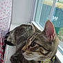 cat, tabby, windowsill, window, curtain, polka_dot, indoor, pet, animal, fur, whiskers, ear, side_view, collar, green, yellow, trash_bin, outdoor_view, relaxed, closeup