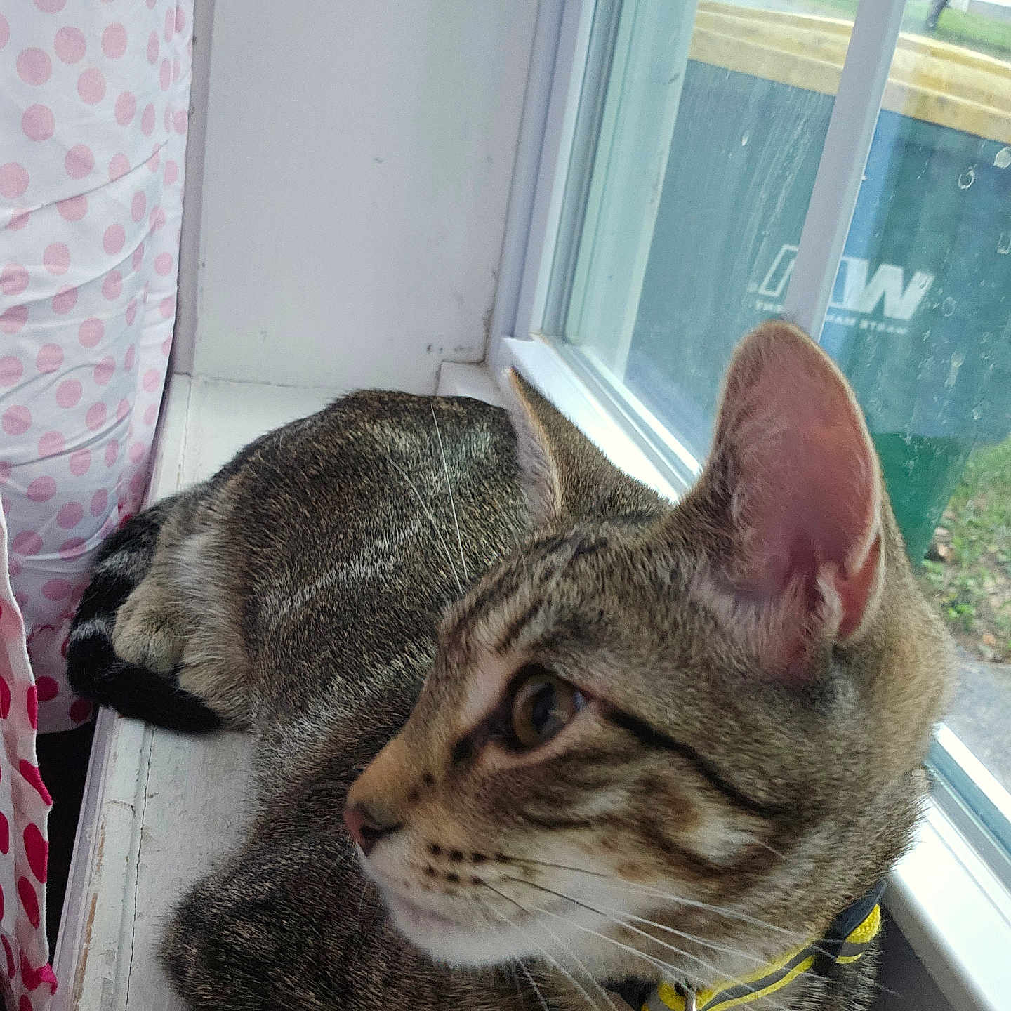 Milo is registered to the contest to win money with this photo: animal, cat, closeup, collar, curtain, ear, fur, green, indoor, outdoor_view, pet, polka_dot, relaxed, side_view, tabby, trash_bin, whiskers, window, windowsill, yellow