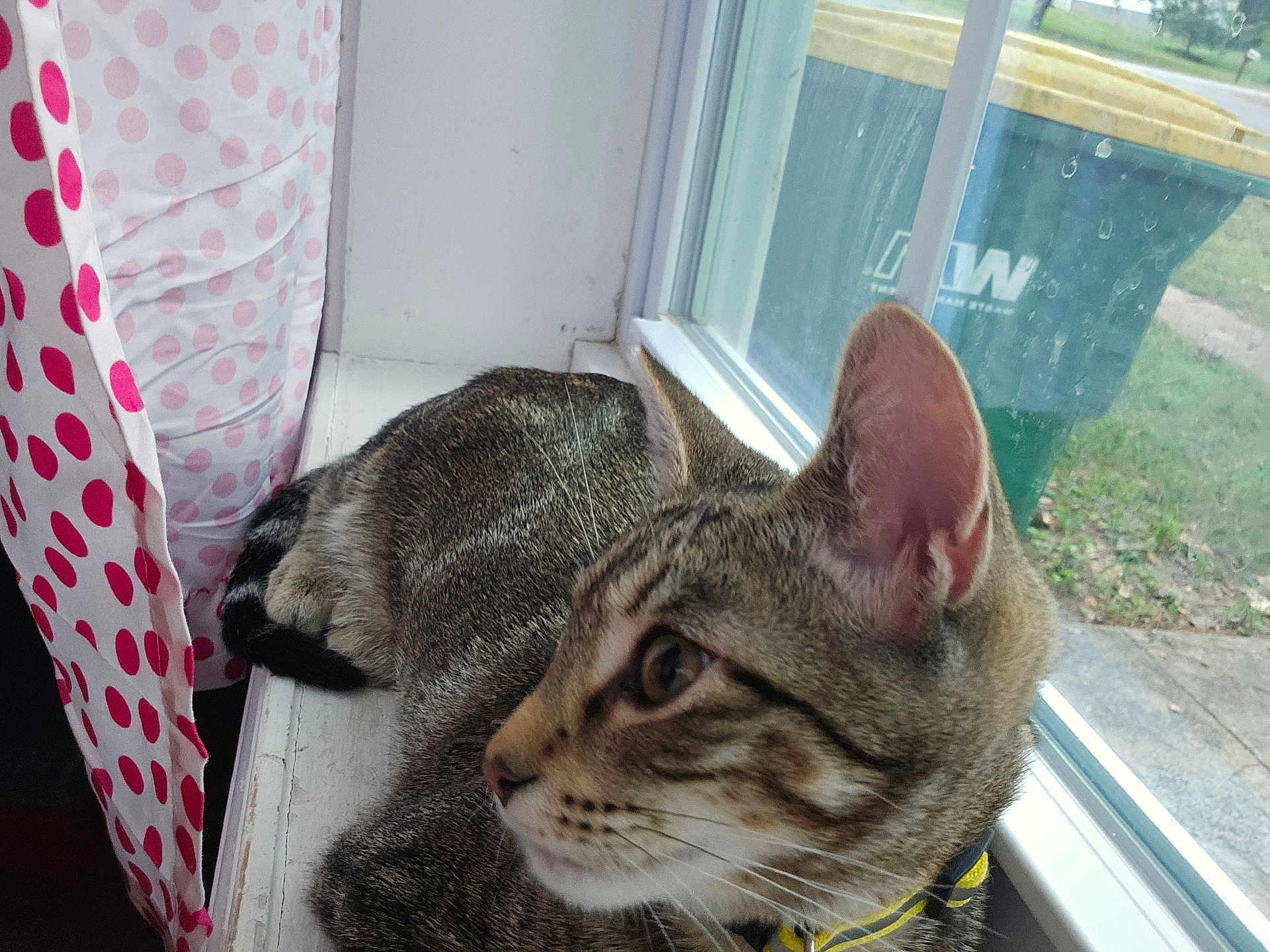 Milo is registered to the contest to win money with this photo: cat, tabby, windowsill, window, curtain, polka_dot, indoor, pet, animal, fur, whiskers, ear, side_view, collar, green, yellow, trash_bin, outdoor_view, relaxed, closeup