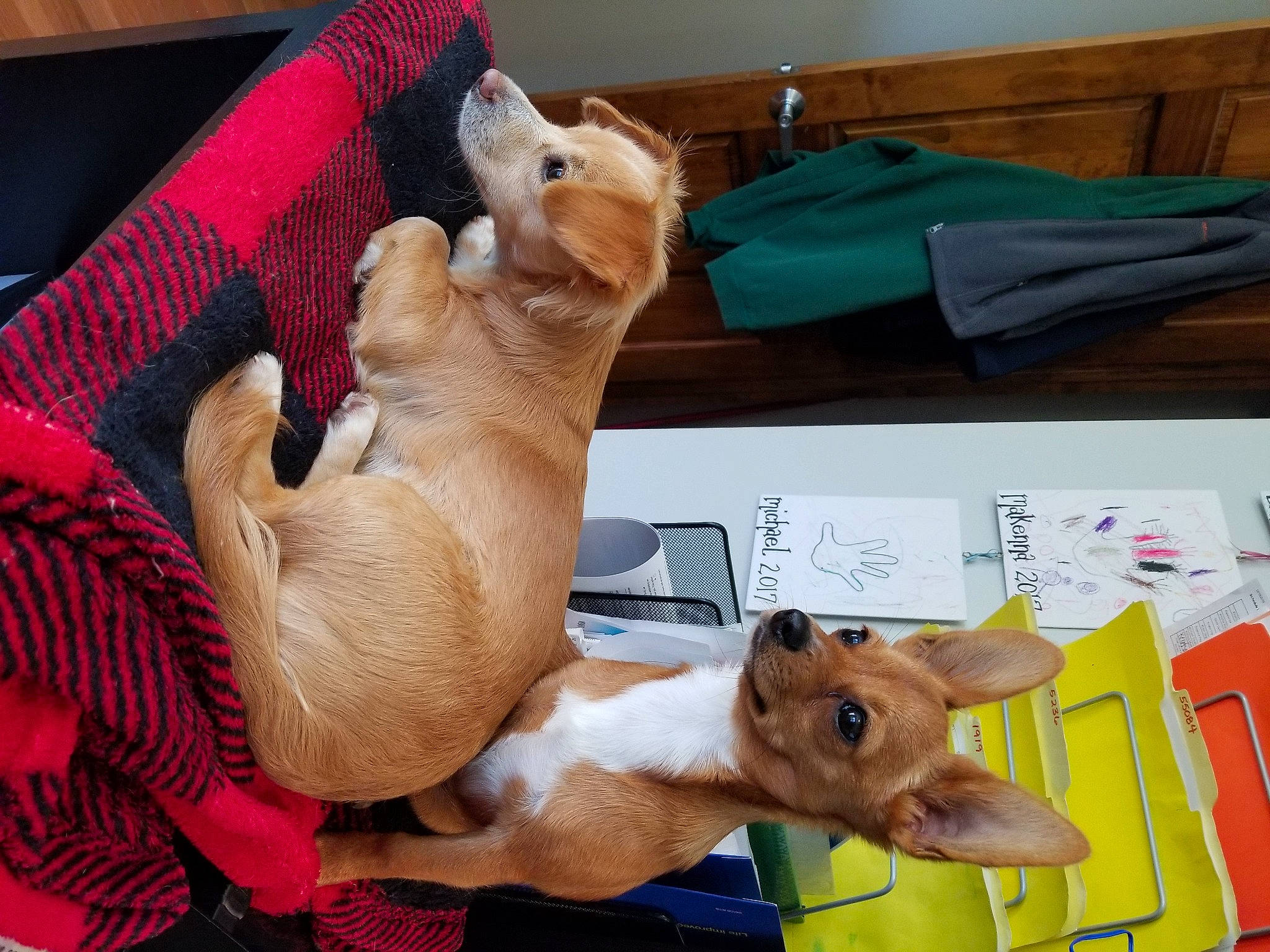 Dino is registered to the contest to win money with this photo: basenji, canidae, carnivore, comfort, companion_dog, dog, dog_breed, fawn, home_accessories, linens, liver, mat, paw, pet_supply, snout, working_animal