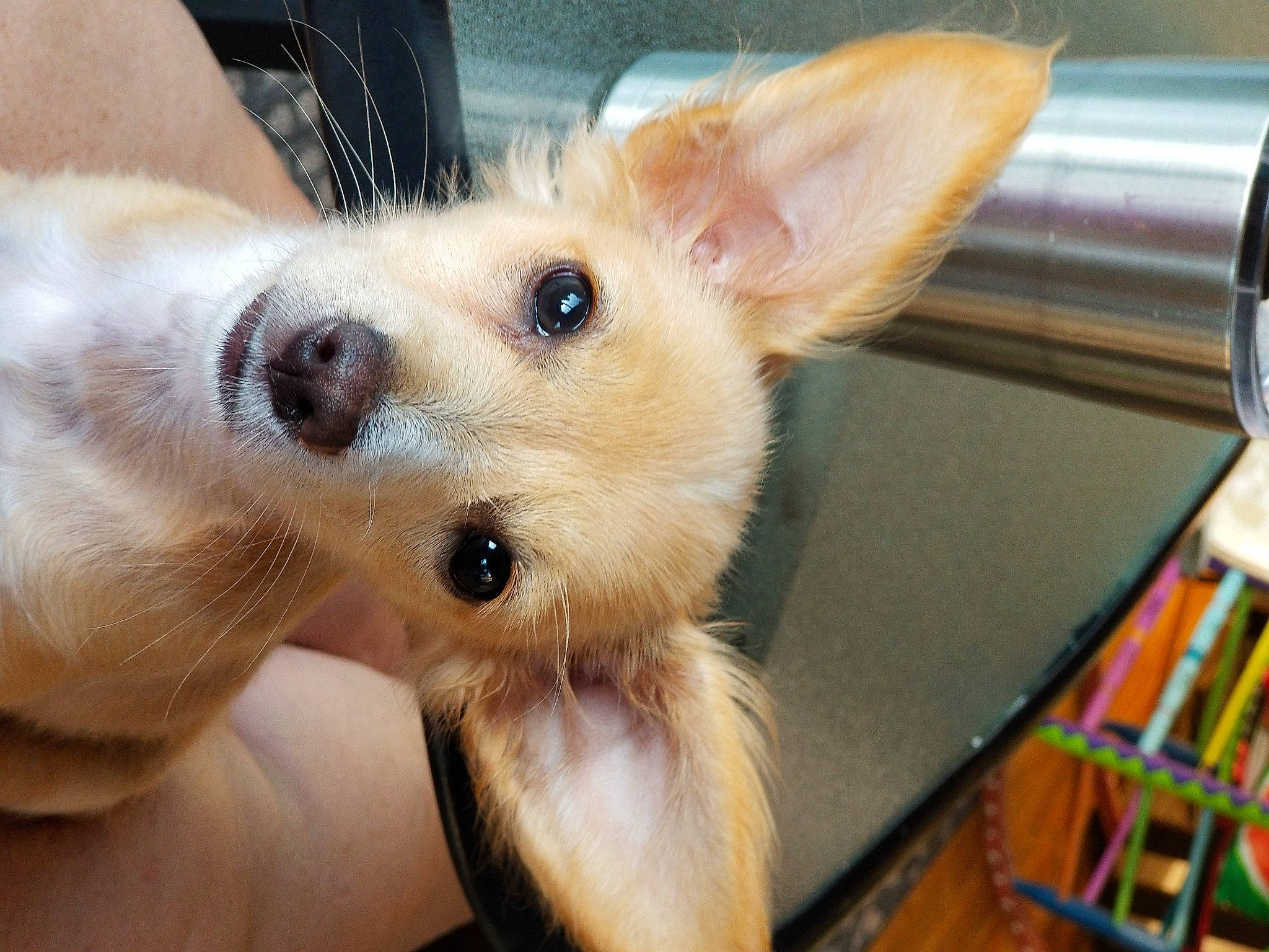 Daisy is registered to the contest to win money with this photo: blond, canidae, carnivore, companion_dog, dog, dog_breed, dog_supply, fawn, fur, non_sporting_group, paw, puppy, skin, snout, sporting_group, toy_dog, vertebrate, whiskers, working_animal, working_dog