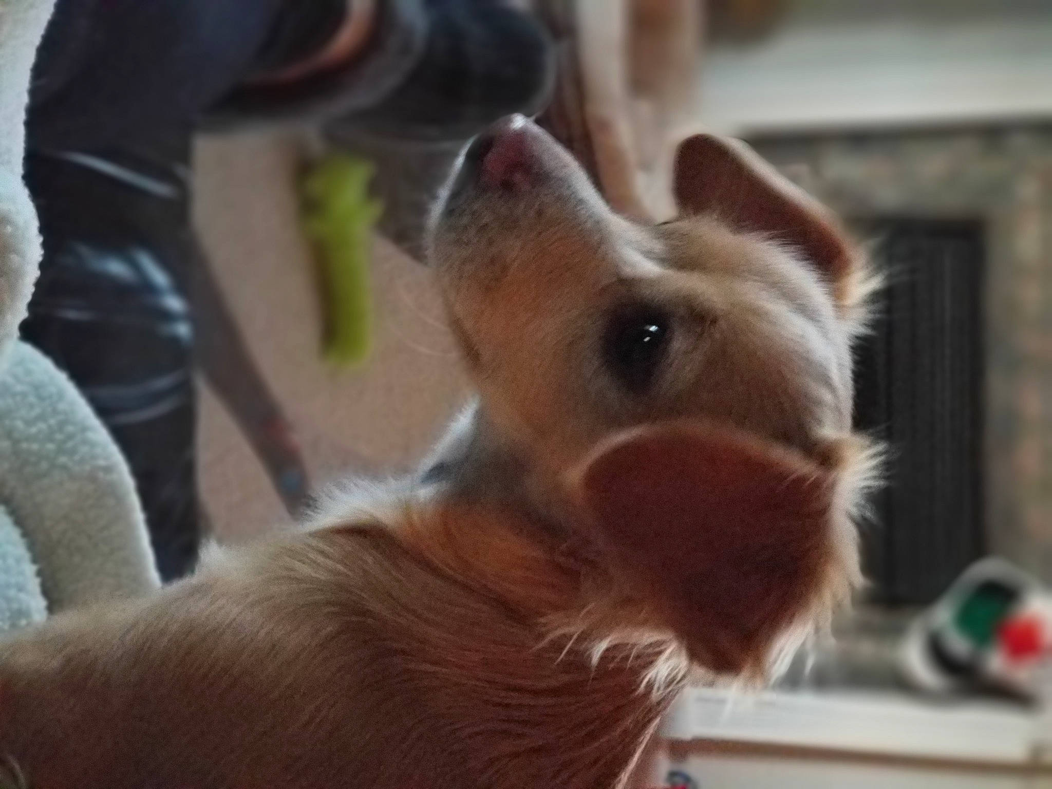 Daisy is registered to the contest to win money with this photo: canidae, carnivore, dog, dog_breed, fawn, fur, iris, jaw, neck, non_sporting_group, organ, possum, skin, snout, suidae, terrestrial_animal, tongue, vertebrate, whiskers, working_animal