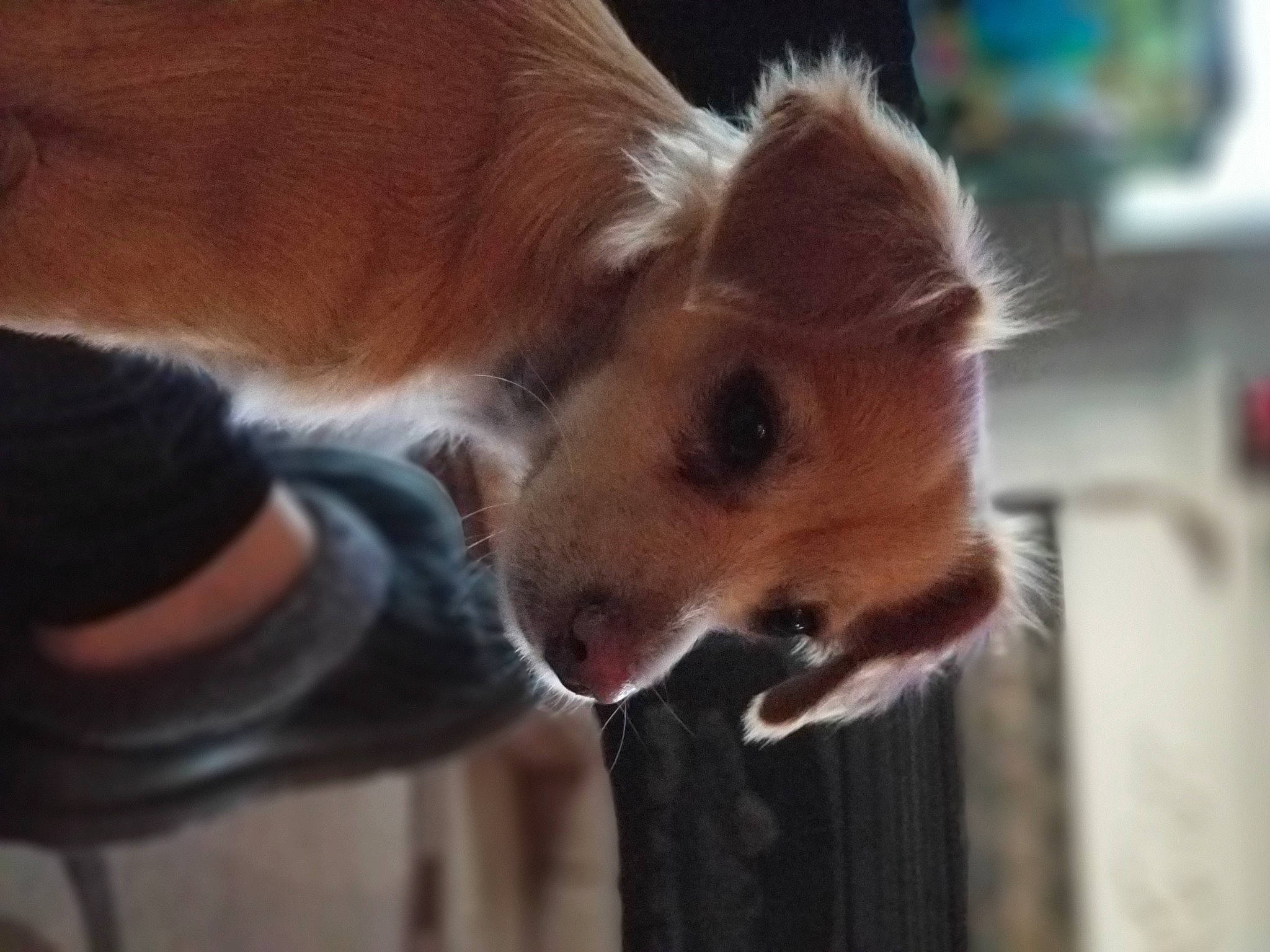 Daisy is registered to the contest to win money with this photo: canidae, carnivore, companion_dog, dog, dog_breed, fawn, fur, liver, non_sporting_group, puppy, snout, spitz, sporting_group, terrestrial_animal, toy_dog, vertebrate, whiskers, working_animal, working_dog