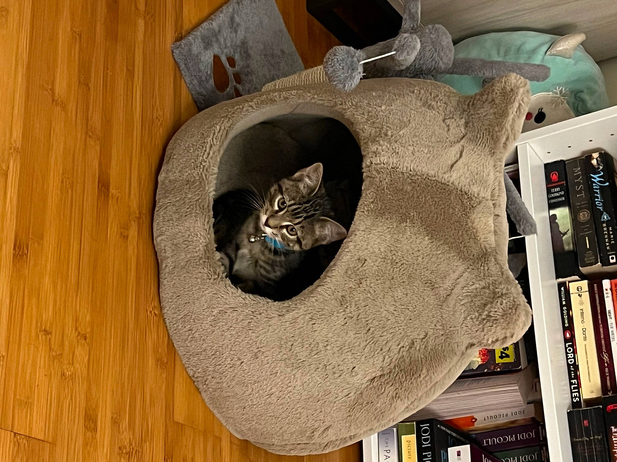 Kiara joined the competition — help win amazing prizes! bag, bookcase, carnivore, cat, cat_bed, cat_supply, felidae, grey, hardwood, hat, helmet, mammal, pet_supply, publication, shelf, shelving, small_to_medium_sized_cats, vertebrate, whiskers, wood
