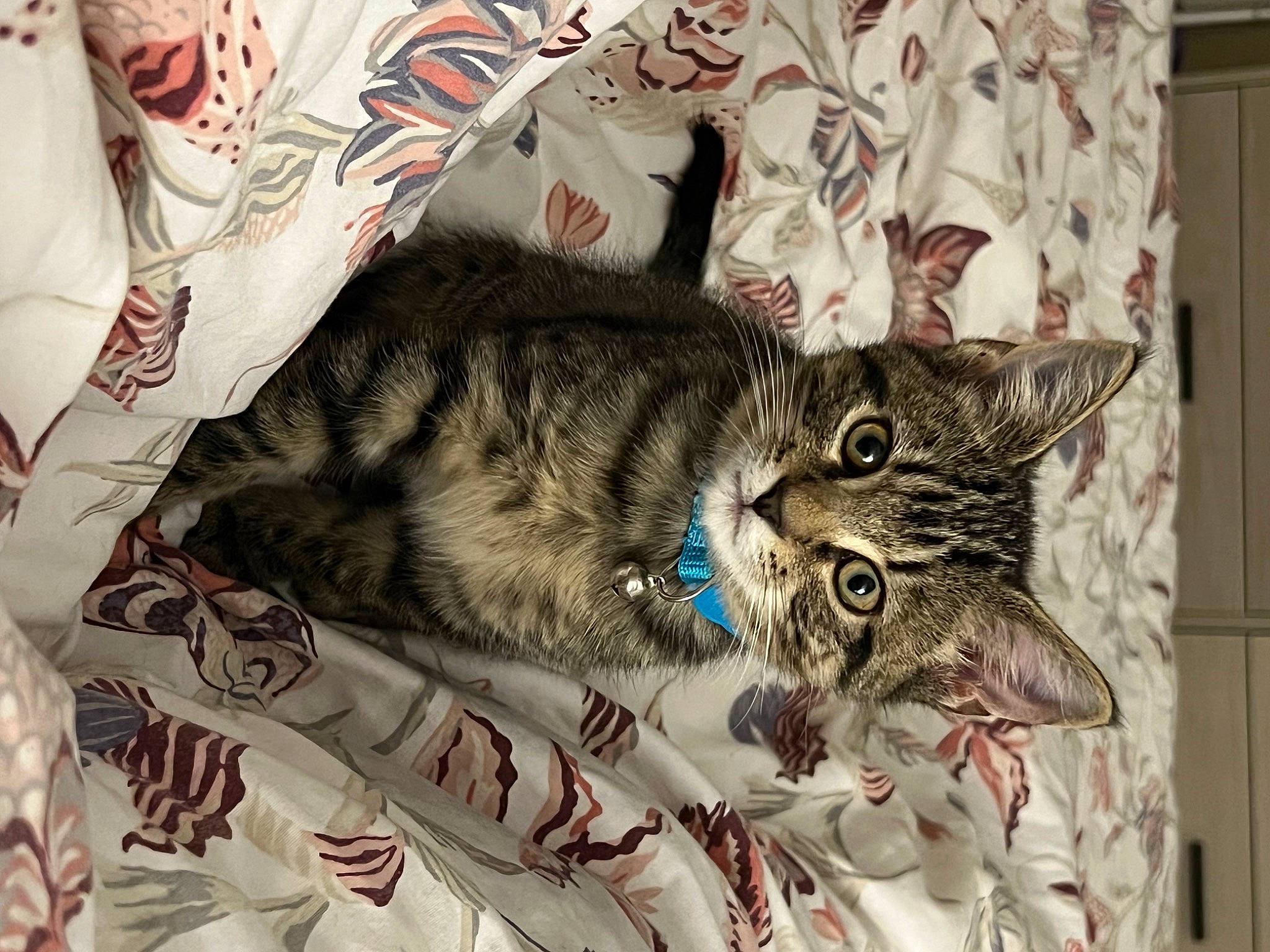 Kiara is registered to the contest to win money with this photo: carnivore, cat, claw, comfort, domestic_short_haired_cat, felidae, fur, linens, nap, pattern, paw, small_to_medium_sized_cats, tail, textile, whiskers