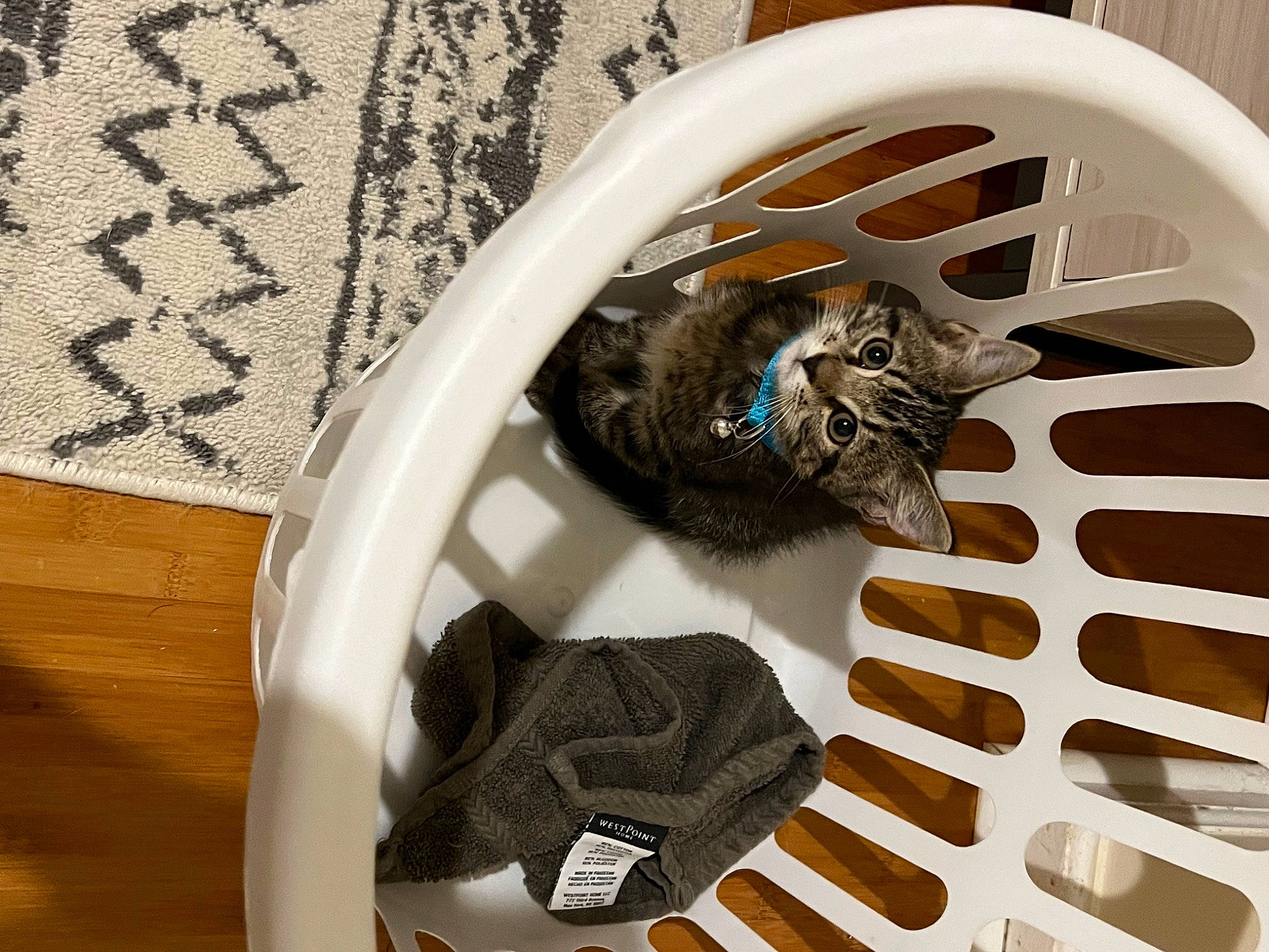 Kiara joined the competition — help win amazing prizes! auto_part, automotive_lighting, automotive_tire, bicycle_part, bicycle_tire, carnivore, cat, circle, felidae, goggles, hardwood, metal, rim, room, small_to_medium_sized_cats, spoke, tire, wheel, whiskers, wood