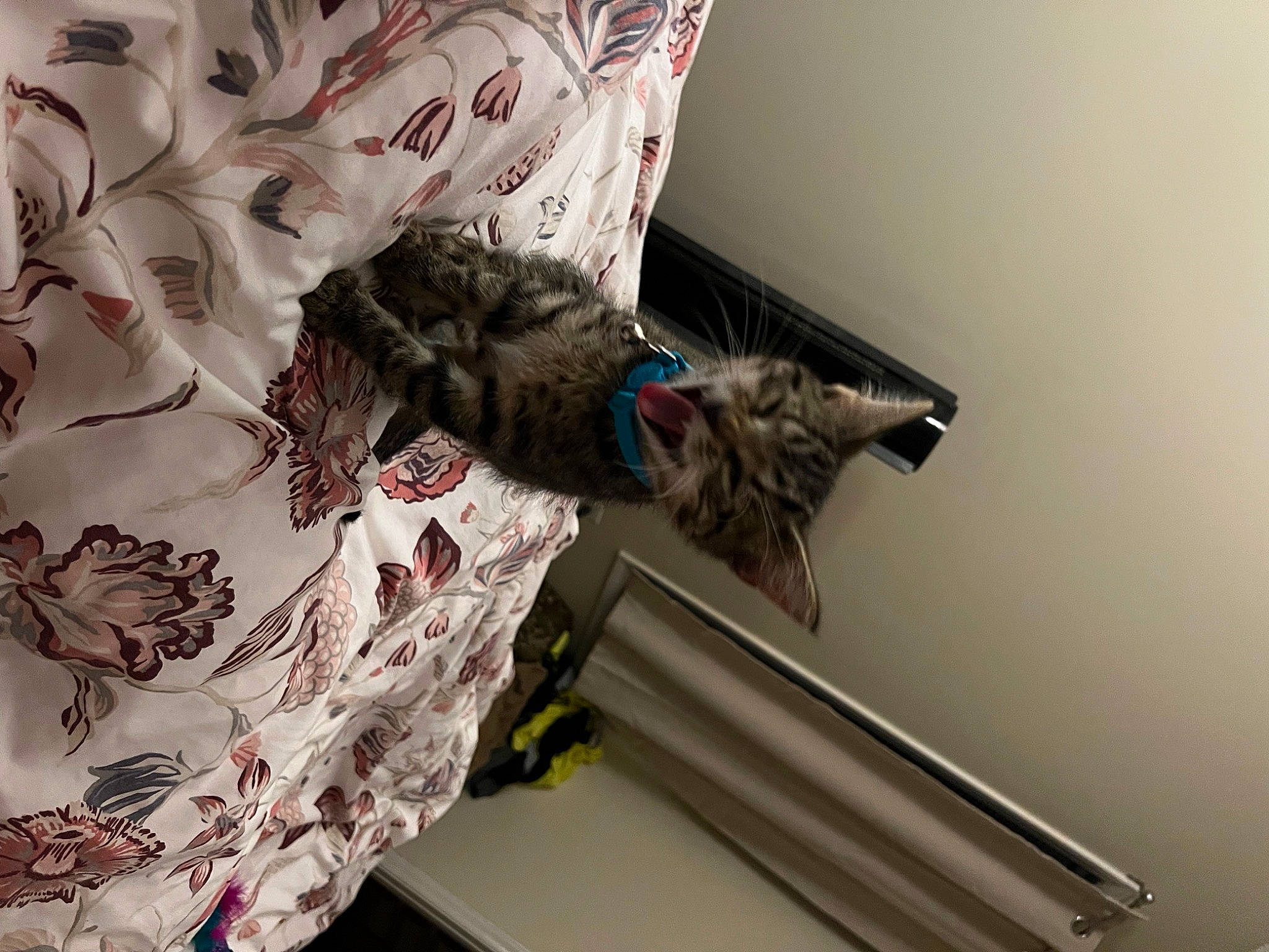 Kiara is registered to the contest to win money with this photo: bedding, carnivore, cat, comfort, domestic_short_haired_cat, felidae, fur, linens, pattern, plant, room, sleeve, small_to_medium_sized_cats, tail, textile, tree, whiskers