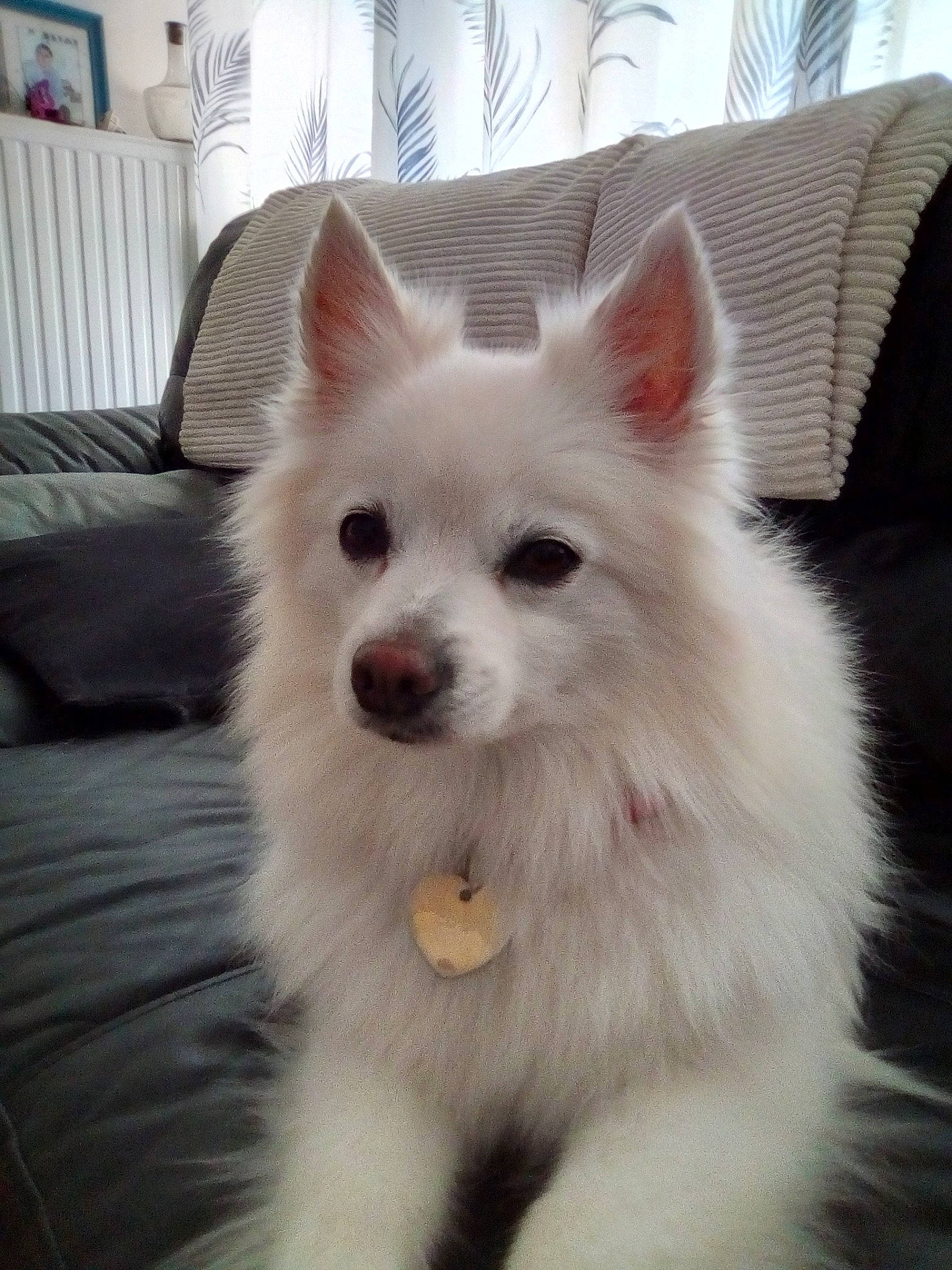 Eden Botzung a rejoint le concours — aidez-le/la à gagner de superbes lots ! american_eskimo_dog, canadian_eskimo_dog, canidae, carnivore, companion_dog, dog, dog_breed, german_spitz, german_spitz_mittel, indian_spitz, japanese_spitz, mammal, non_sporting_group, pomeranian, puppy, rare_breed_dog, samoyed, spitz, vertebrate, volpino_italiano